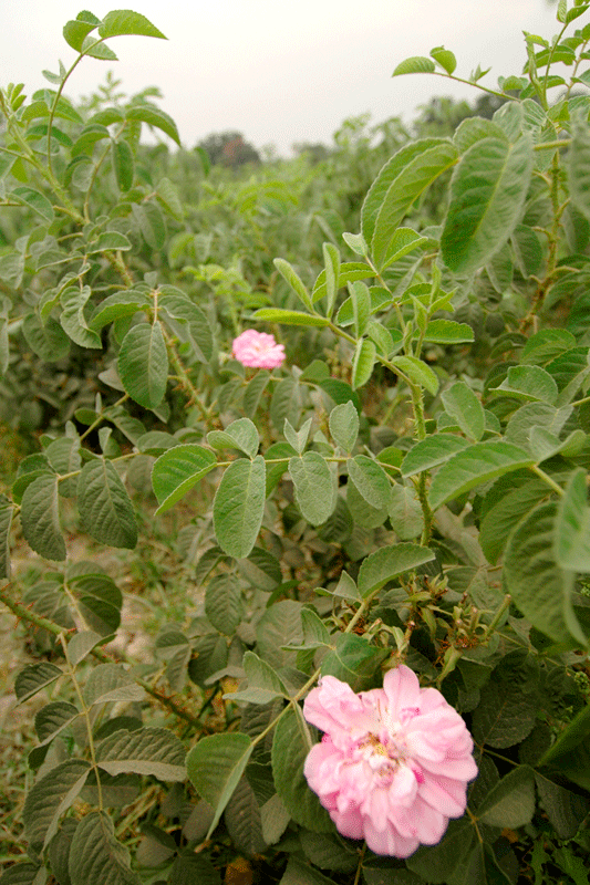 col-sm-4