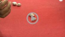 Cowrie Shells